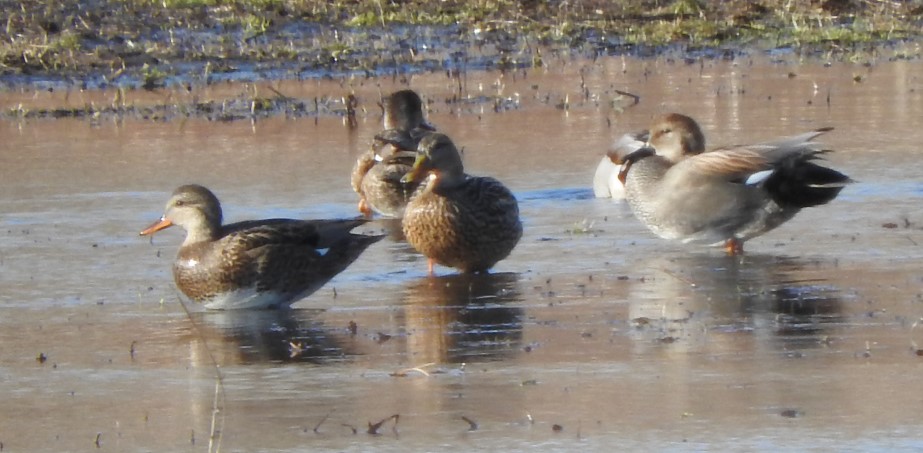 A pair of Gadwall