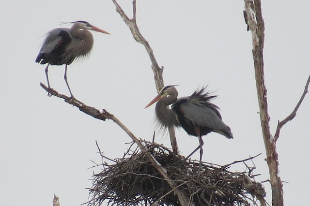 Two Great Blue Herons standing on a nest