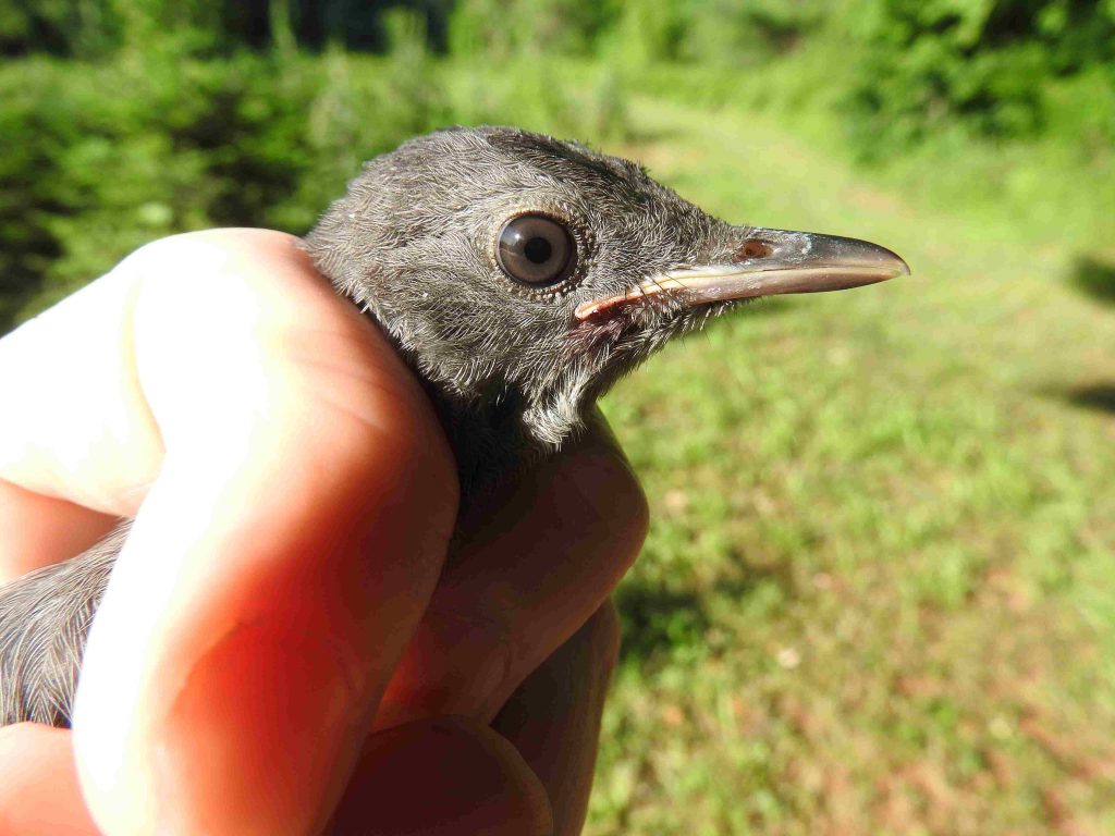 A Gray Catbird fledgling in hand for bird banding