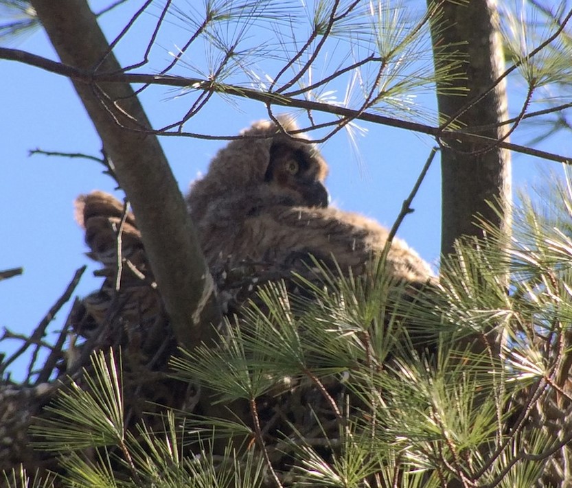 A Great Horned Owl nest with a young owl