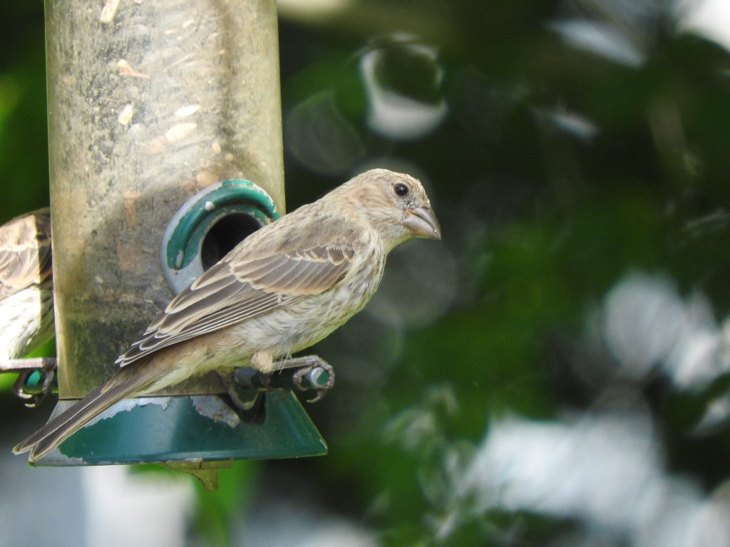 A House Finch fledgling perched on a bird feeder