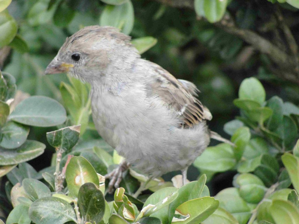 A House Sparrow fledgling