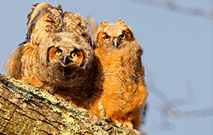 Two Great Horned Owl fledglings