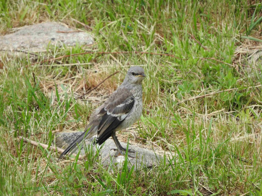 A Northern Mockingbird fledgling standing on a rock