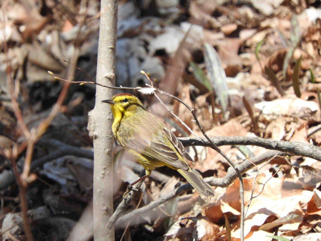 A Palm Warbler standing on a branch