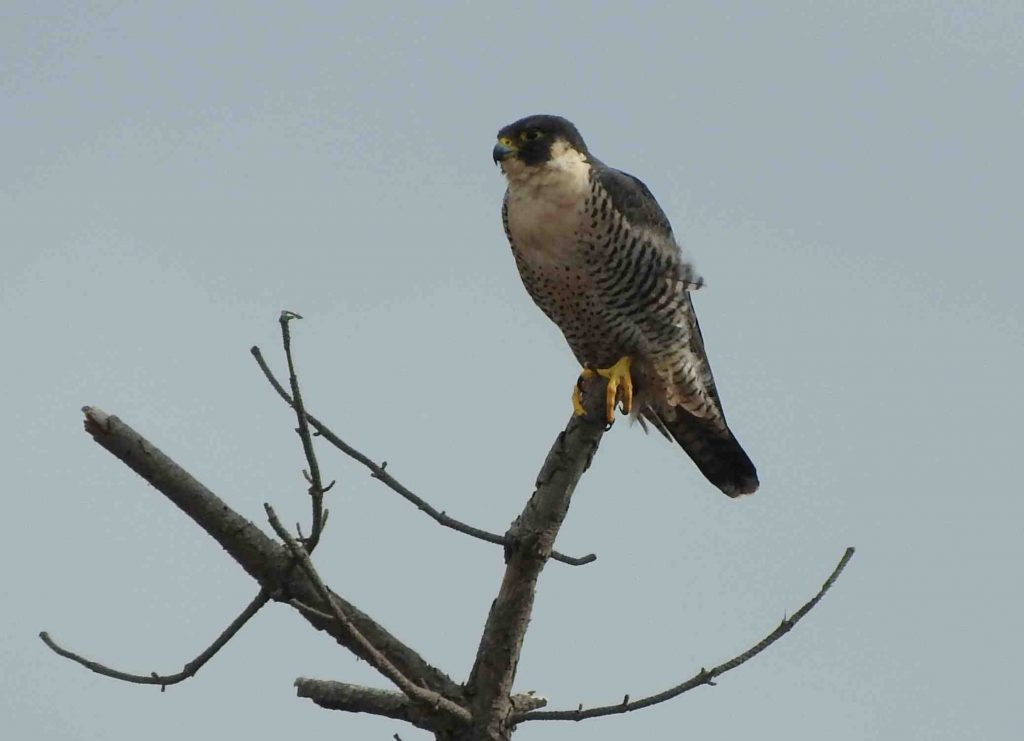 A Peregrine Falcon perched on a branch