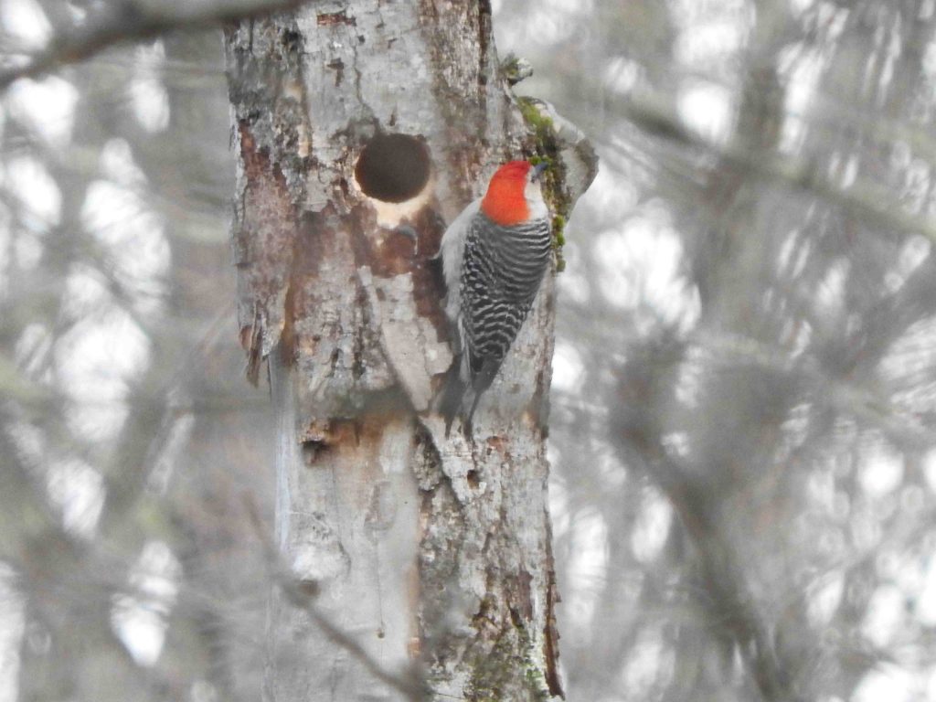 A Red-bellied Woodpecker visiting a possible nest site