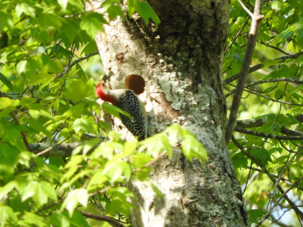 Red-bellied Woodpecker visiting nest hole carrying food for young