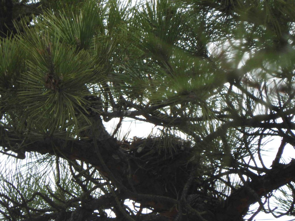 A Red Crossbill nest