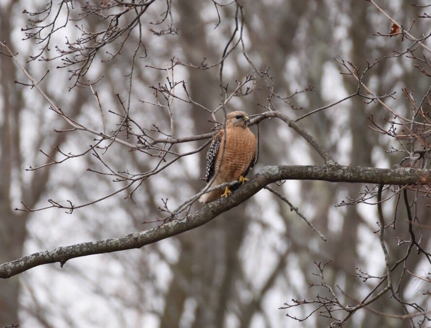 An adult Red-Shouldered Hawk perched on a branch