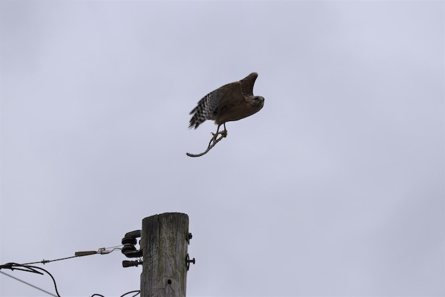 An adult Red-Shouldered Hawk carrying a stick to build a nest