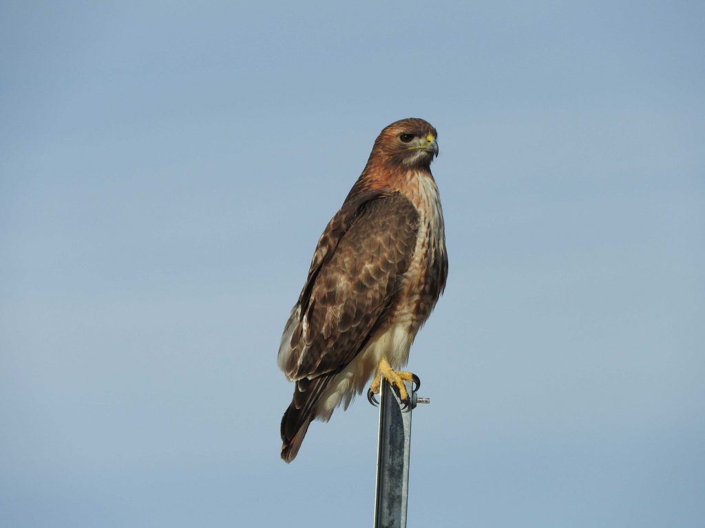 A Red-tailed Hawk perched on a pole