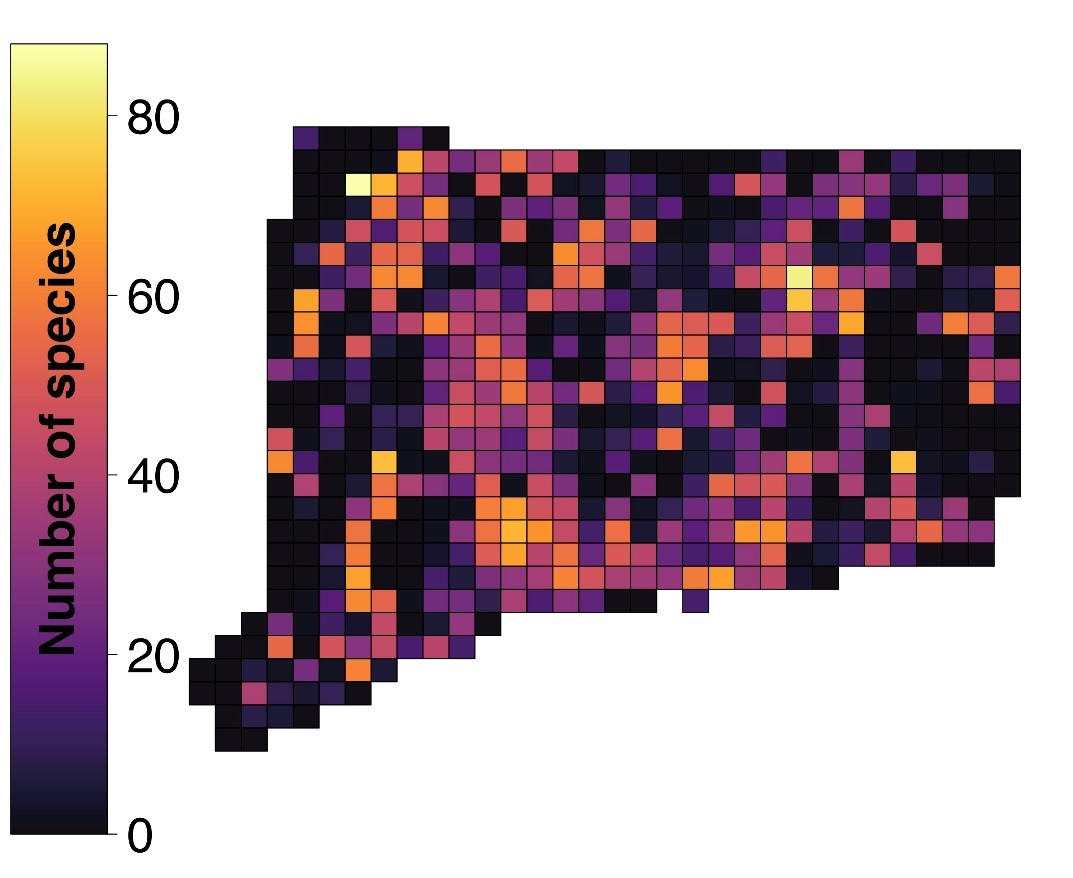 Map of Connecticut showing species detected by atlas block as of July 2018