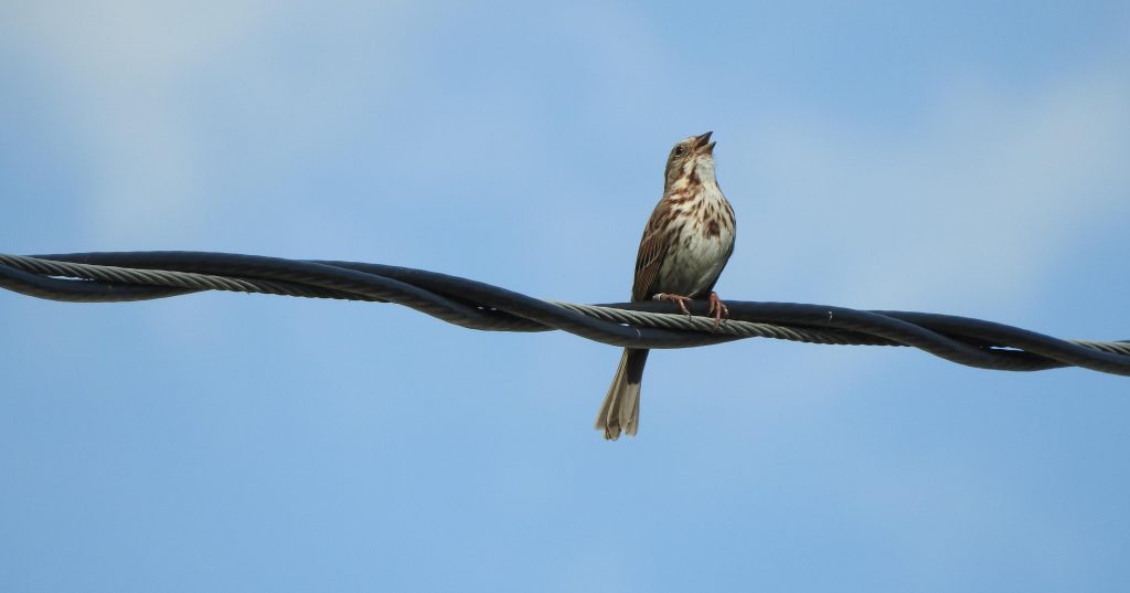 A Song Sparrow singing on a wire