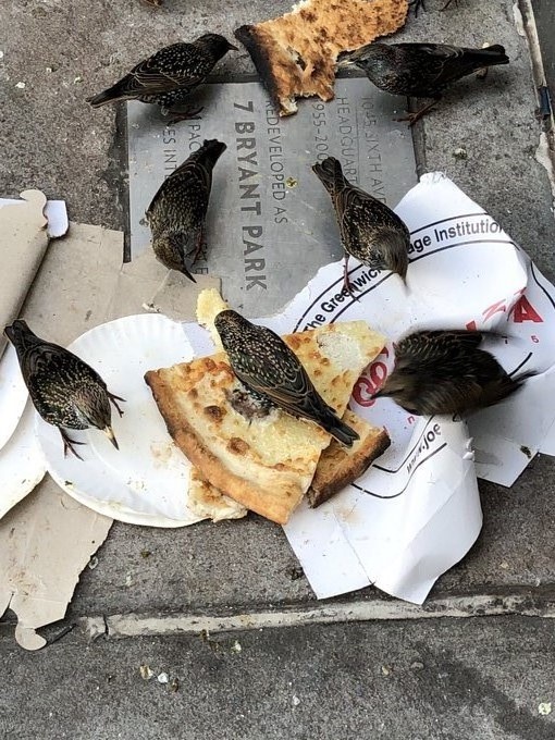 Six European Starlings eating pizza off of a plate outdoors