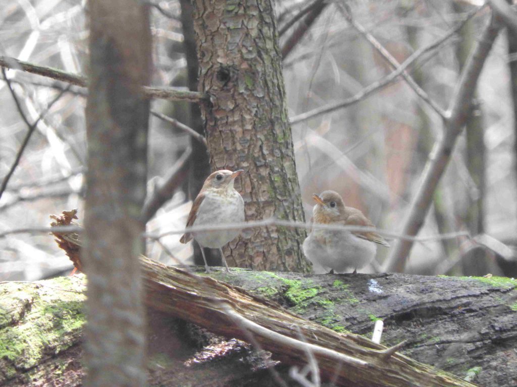 Two Veery perched on a log