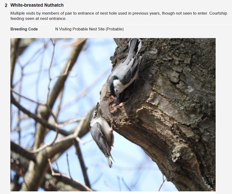 White-breasted Nuthatches courtship feeding near a nest hole