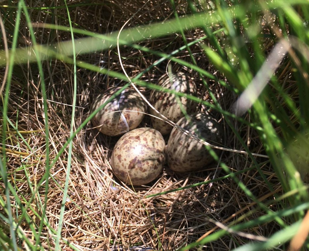 A Willet nest containing four eggs