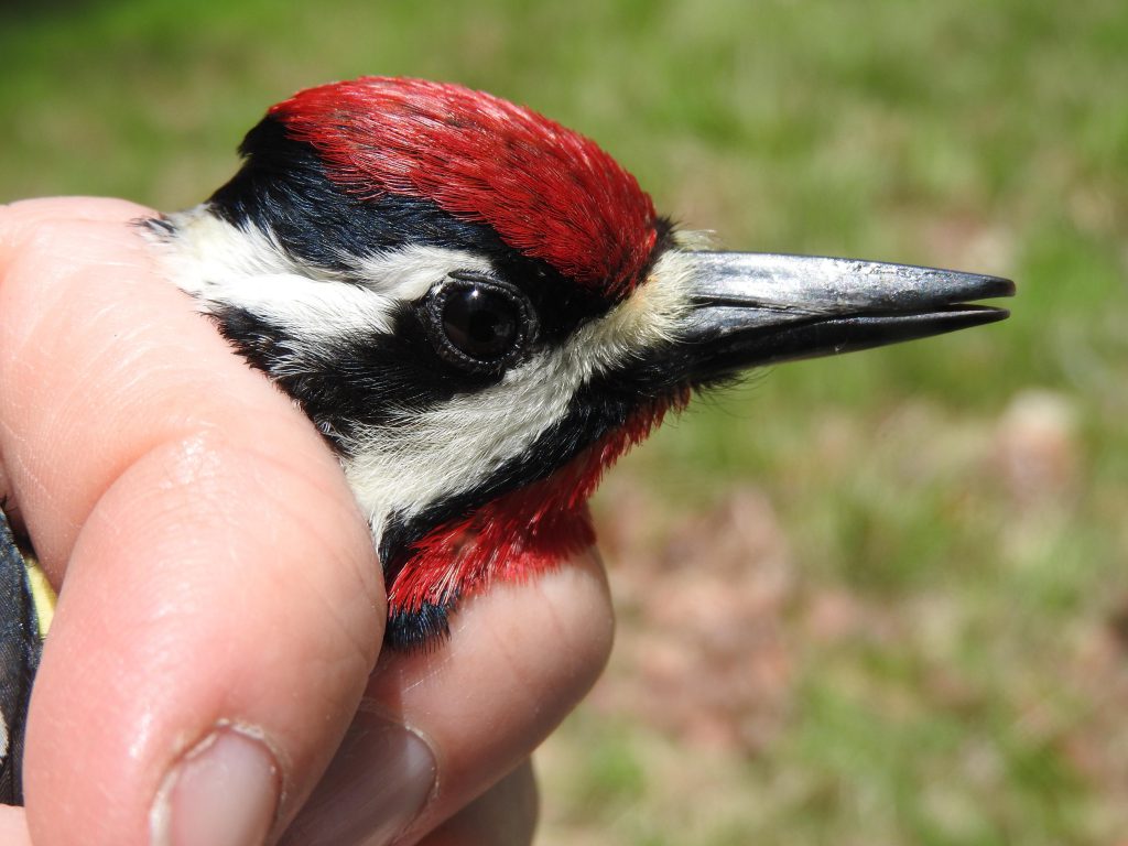 An adult Yellow-bellied Sapsucker in hand for banding