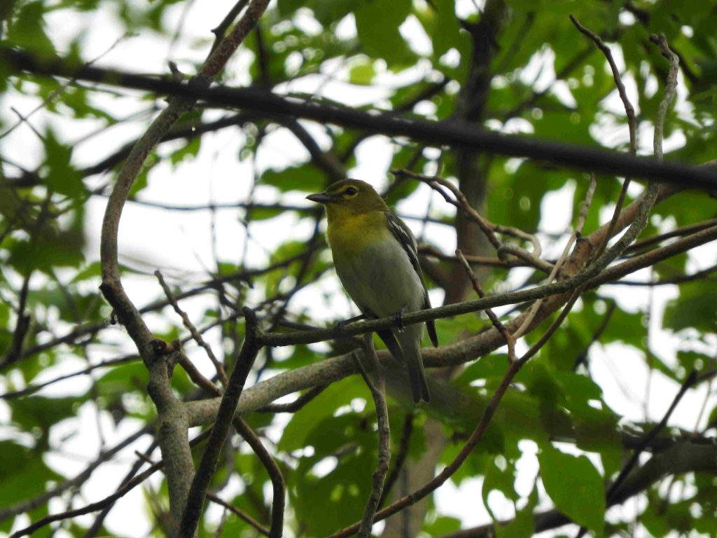 A Yellow-throated Vireo adult