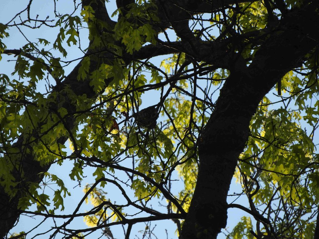 A Yellow-throated Vireo nest