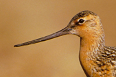 Bar-tailed Godwit
