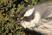  Black-throated Gray Warbler