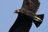  Black Vulture