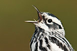  Black-and-white Warbler