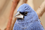  Blue Grosbeak