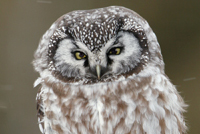  Boreal Owl