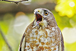  Broad-winged Hawk