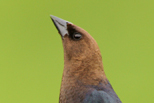  Brown-headed Cowbird