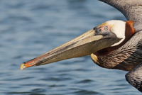  Brown Pelican