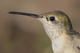  Calliope Hummingbird