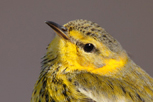  Cape May Warbler