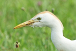  Western Cattle Egret