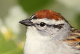  Chipping Sparrow