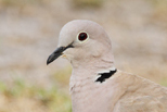  Eurasian Collared-Dove
