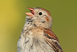  Field Sparrow