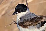  Fork-tailed Flycatcher