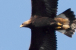  Golden Eagle