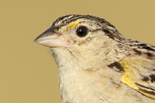  Grasshopper Sparrow
