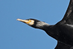  Great Cormorant