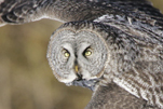  Great Gray Owl