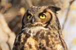  Great Horned Owl