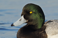  Greater Scaup