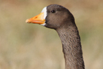  Greater White-fronted Goose