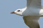  Gull-billed Tern