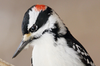 Hairy Woodpecker